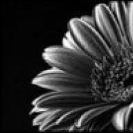 gerbera86