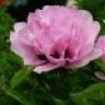 Peony81